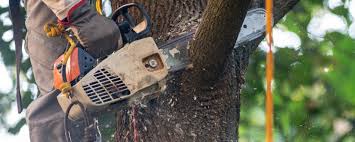 How Our Tree Care Process Works  in Topeka, IN