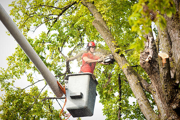 Reliable Topeka, IN Tree Services Solutions